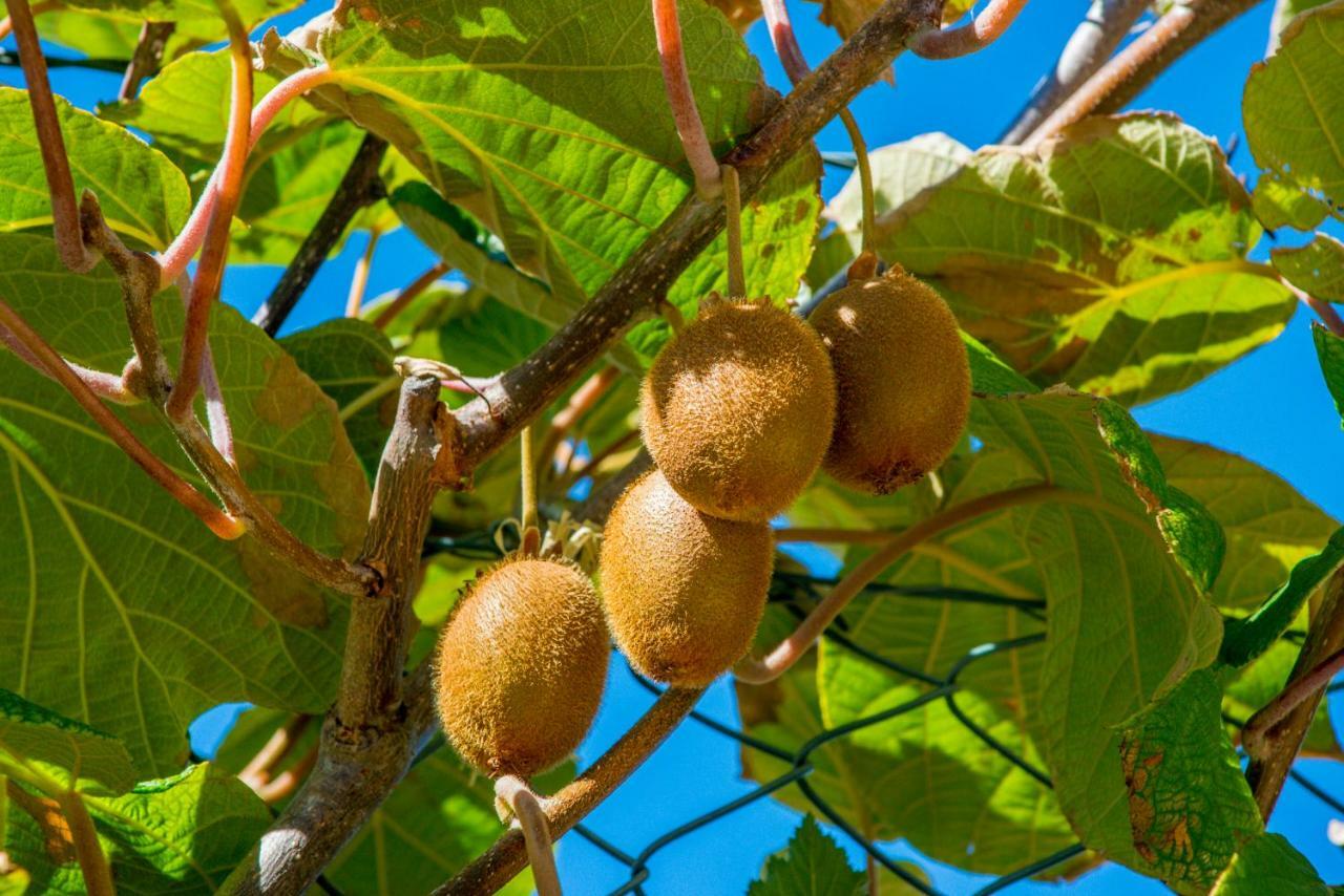 הוילה וילה פרנקה דה שירה Quinta Montebelo מראה חיצוני תמונה